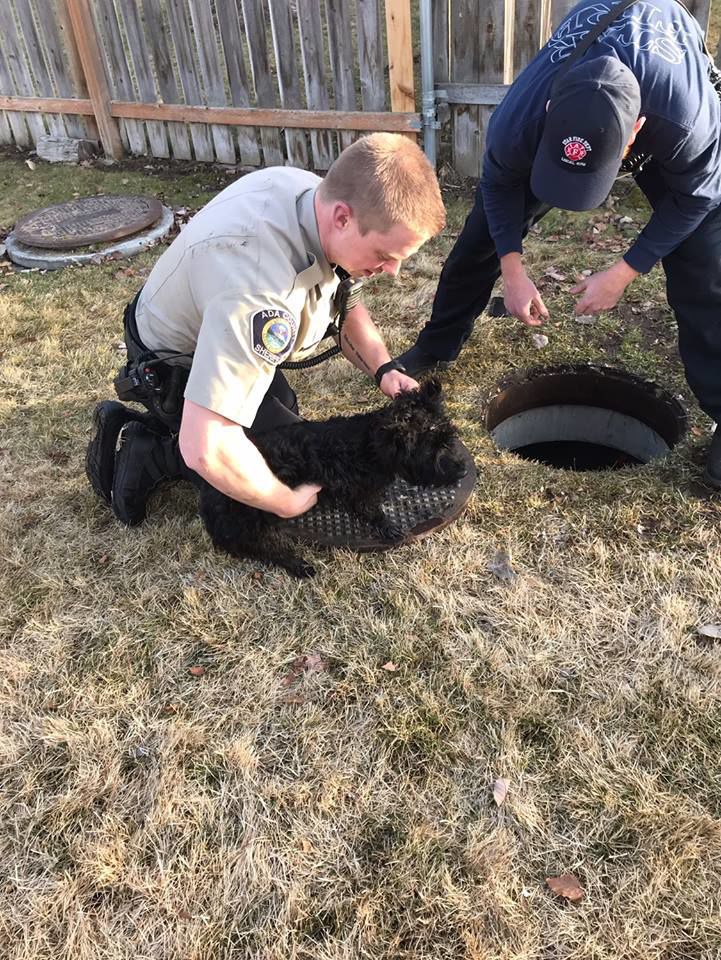 Dog saved